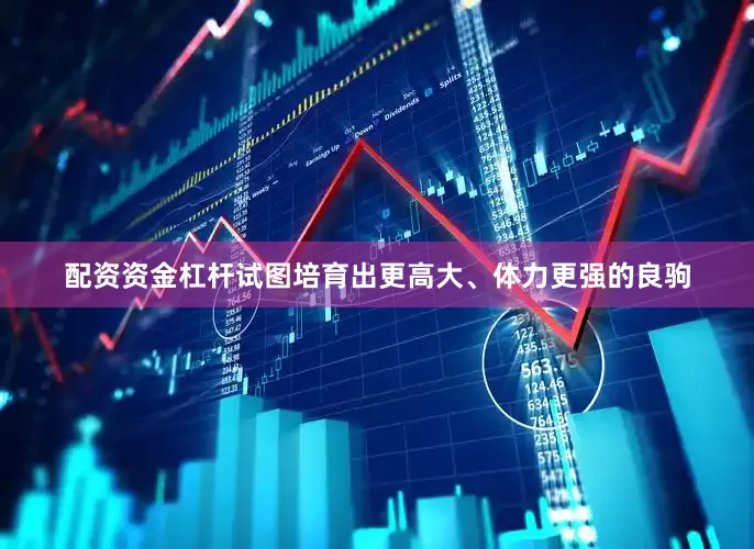 配资资金杠杆试图培育出更高大、体力更强的良驹